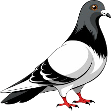 কবুতর এর সিম্বল 